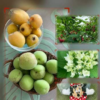 杏の実の投稿画像一覧 Greensnap グリーンスナップ