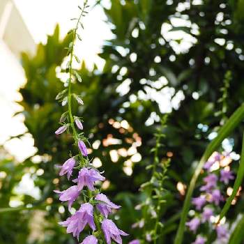 カンパニュラ ラプンクロイデスの投稿画像一覧 Greensnap グリーンスナップ