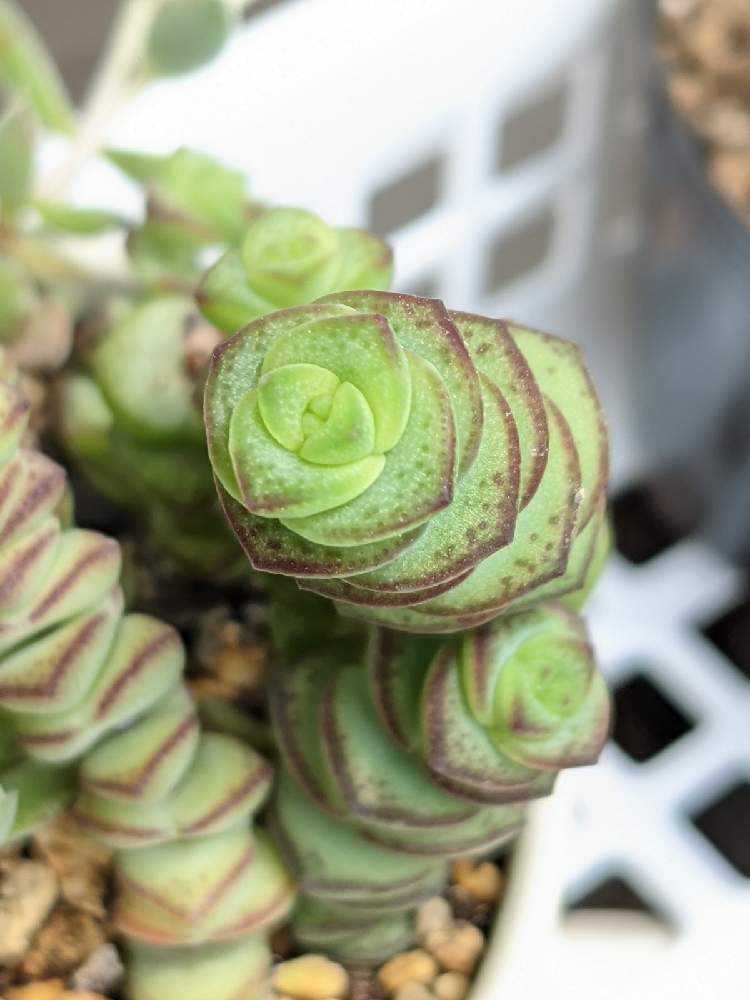 星シリーズ（クラッスラ属）のまとめ｜🍀GreenSnap（グリーンスナップ）