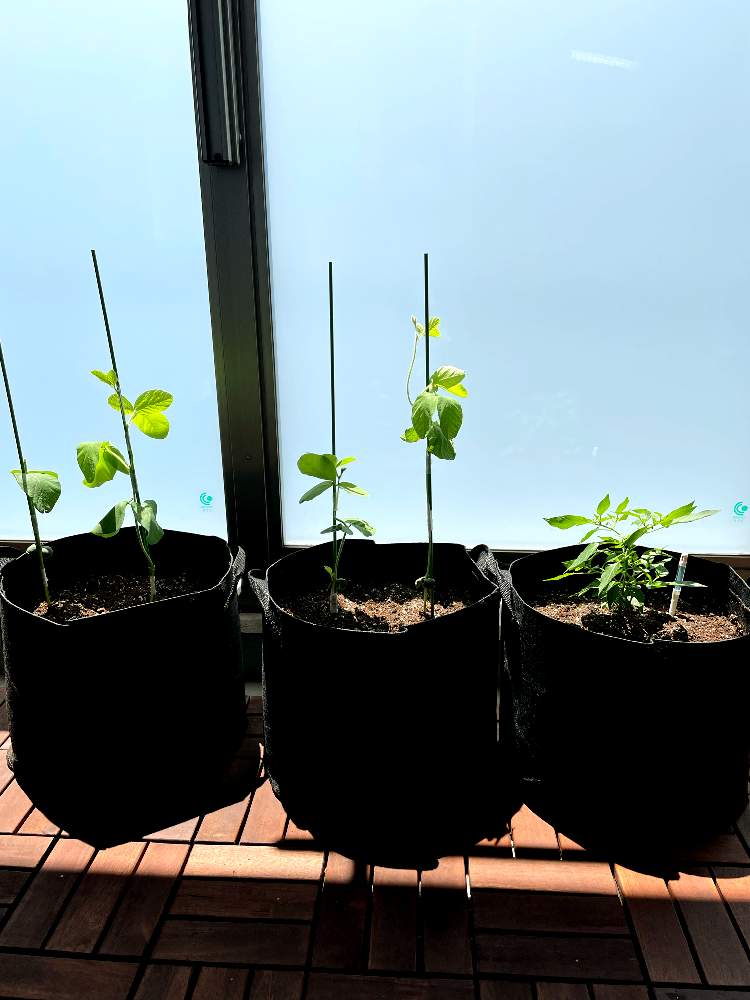 唐辛子の投稿画像 By こっしーさん 枝豆と枝豆と家庭菜園とバルコニーガーデニングと家庭菜園初心者と小さな畑 21 21月5月23日 Greensnap グリーンスナップ