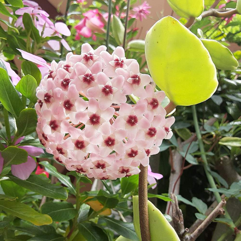 サクラランの投稿画像 By みないさん 沖縄と南国植物と南国の植物と南国の花とホヤ 21月5月23日 Greensnap グリーンスナップ