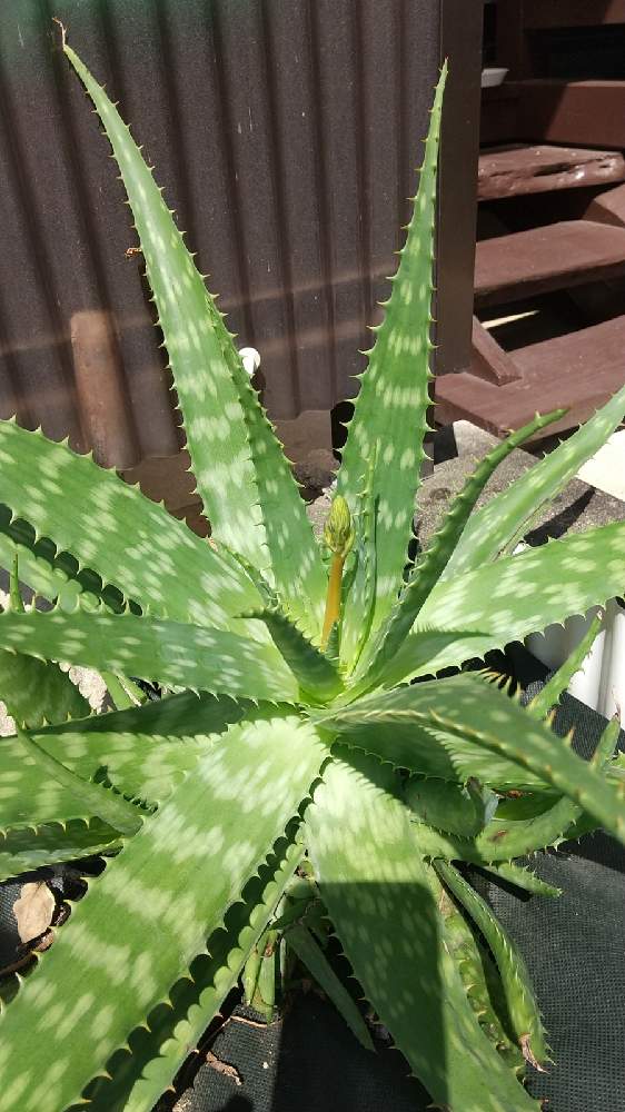 アロエ Greensnap グリーンスナップ