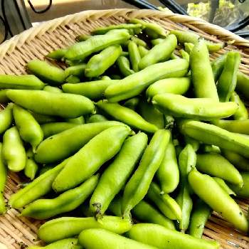 ダイソーの種からの投稿画像一覧 Greensnap グリーンスナップ