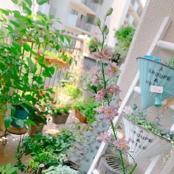 ラークスパーの花の投稿画像一覧 Greensnap グリーンスナップ