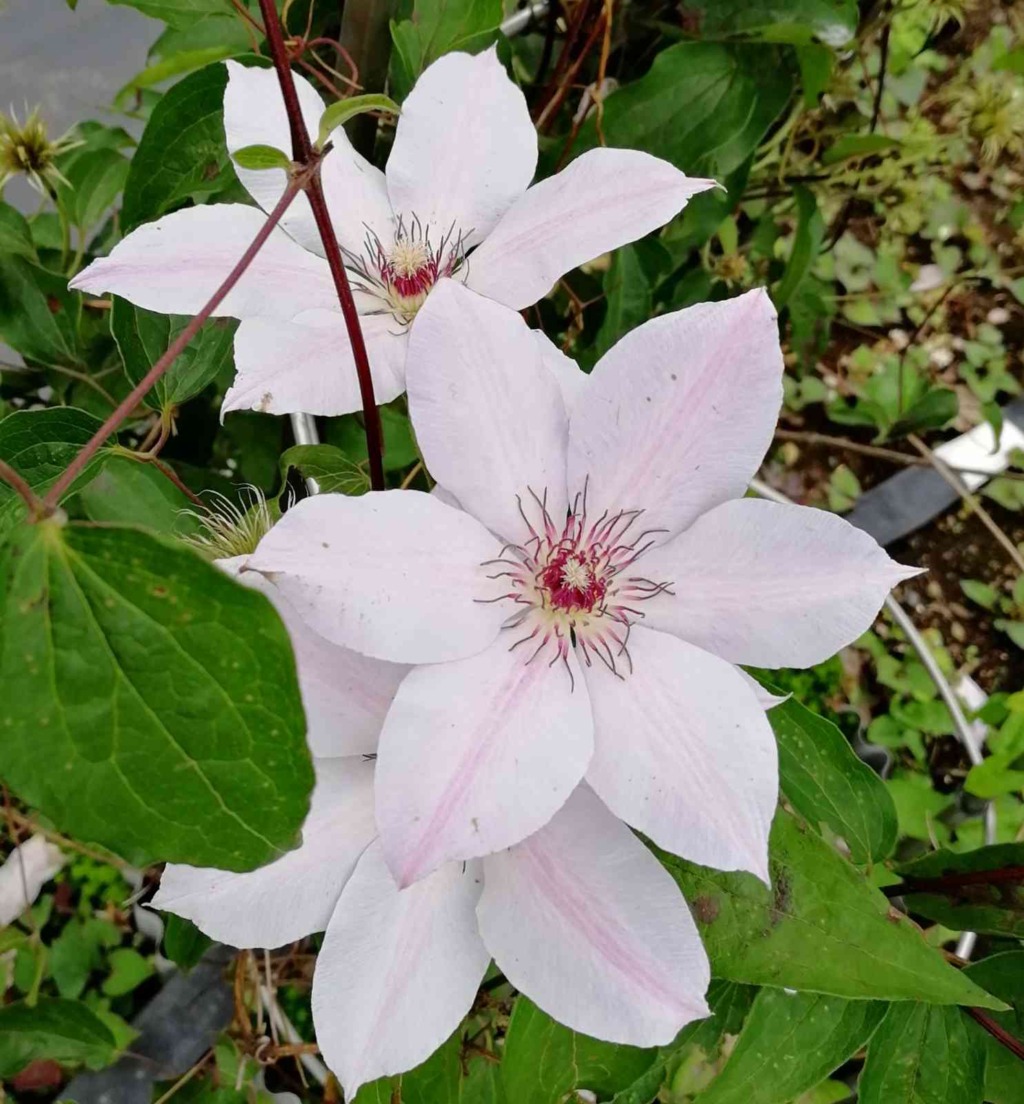 クレマチス🍀｜🍀GreenSnap（グリーンスナップ）