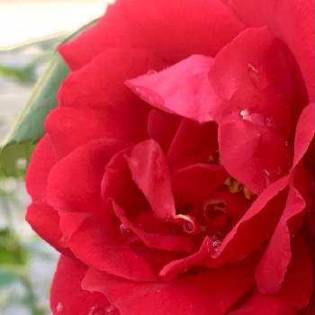 真っ赤な薔薇の花の画像 by ウズさん | 小さな庭と薔薇と負けないで！とばら バラ 薔薇と新型コロナウィルスに負けるなとおうち園芸と#最前線のあなたへと花のある暮らしと真っ赤な薔薇の花と初夏のお花