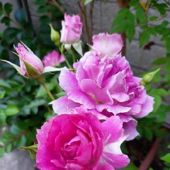 可愛い薔薇の画像 by フランさん | アプローチとシェラザード バラとピンクの薔薇と綺麗な薔薇とおうち時間とおうち園芸とピンクのお花と可愛い薔薇とガーデニングと薔薇大好き