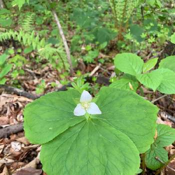 シロバナエンレイソウの投稿画像一覧 Greensnap グリーンスナップ