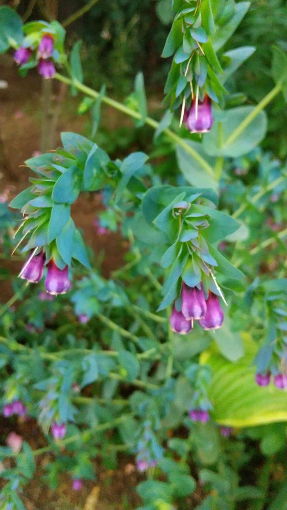 和の花♪さんの港の見える丘公園への投稿