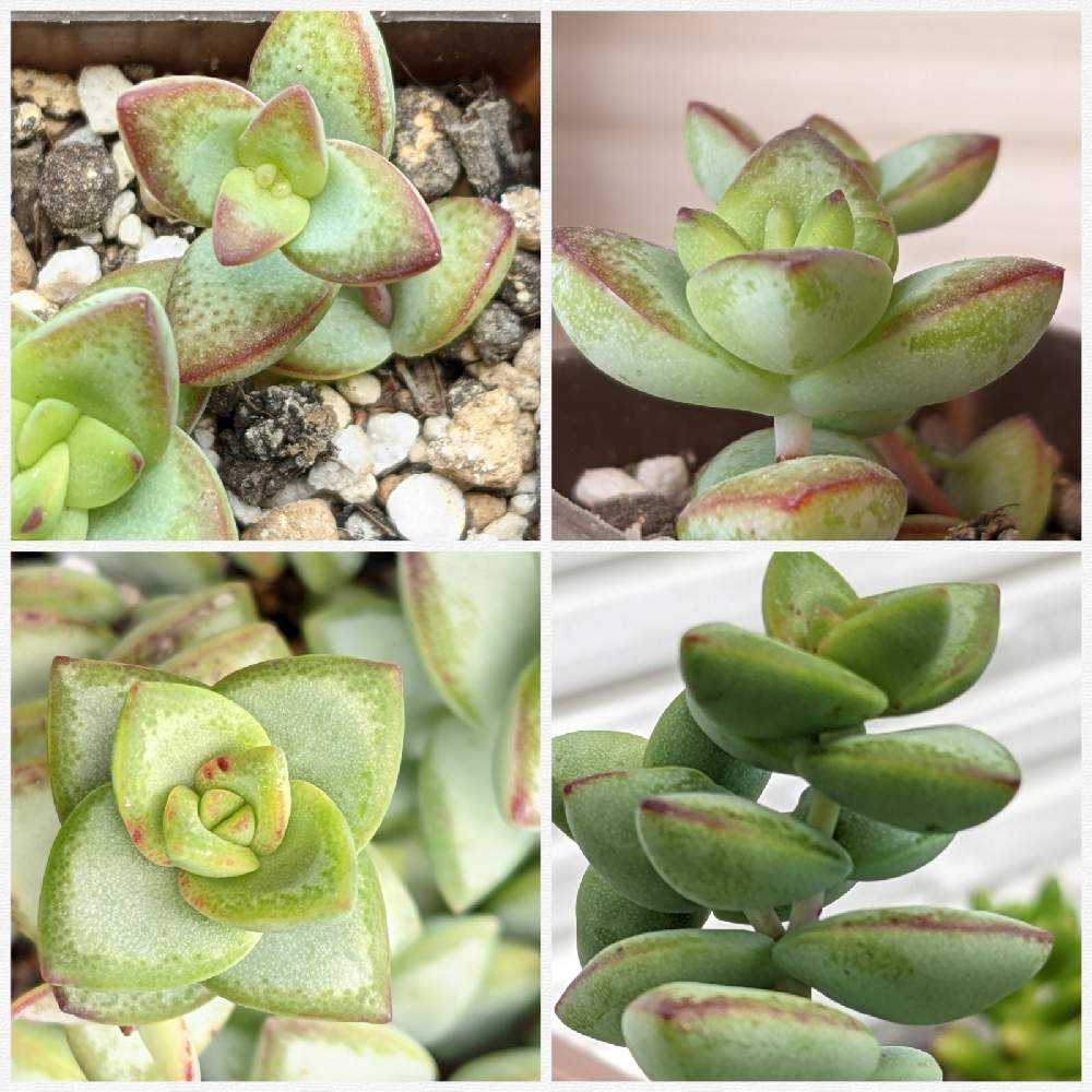 星シリーズ（クラッスラ属）のまとめ｜🍀GreenSnap（グリーンスナップ）