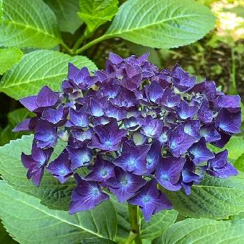 紫陽花 ディープパープルダンスの投稿画像一覧 Greensnap グリーンスナップ