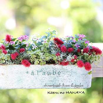 日々草 夏花火の画像 by Kaeru no HANAYAさん | キャットテールと日々草 夏花火と花のある暮らしとカエルのはなやとプランツギャザリングと寄せ植えとギャザリング寄せ植えとギャザリング
