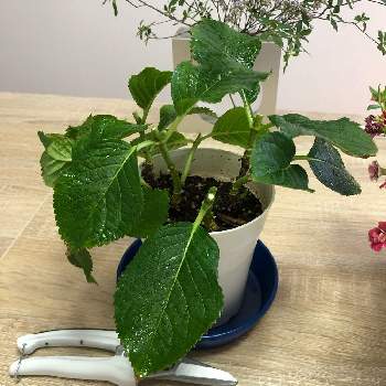 葉芽の投稿画像一覧 Greensnap グリーンスナップ