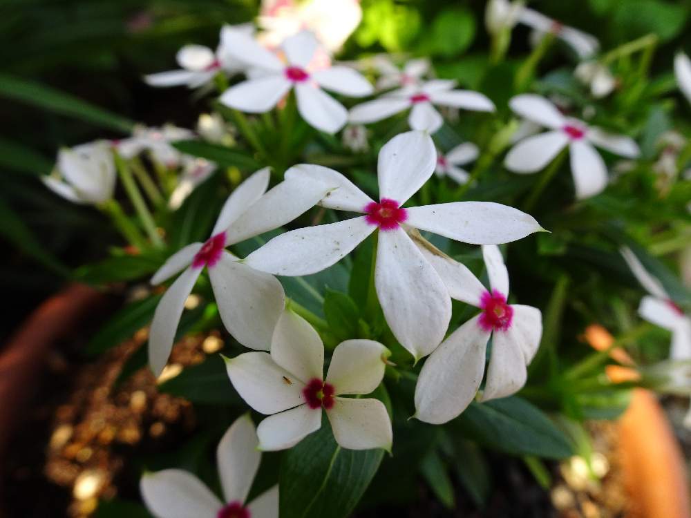 小さな庭の投稿画像 By Specialさん キョウチクトウ科とニチニチソウ フェアリースターとニチニチソウ と熊本からと花言葉 とキョウチクトウ科ニチニチソウ属とフェアリースターホワイトと熊本から各地へ とサントリーフェアリースターと白い花と白い花 と