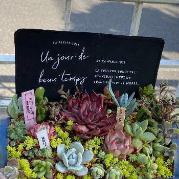 桜牡丹の投稿画像一覧 Greensnap グリーンスナップ