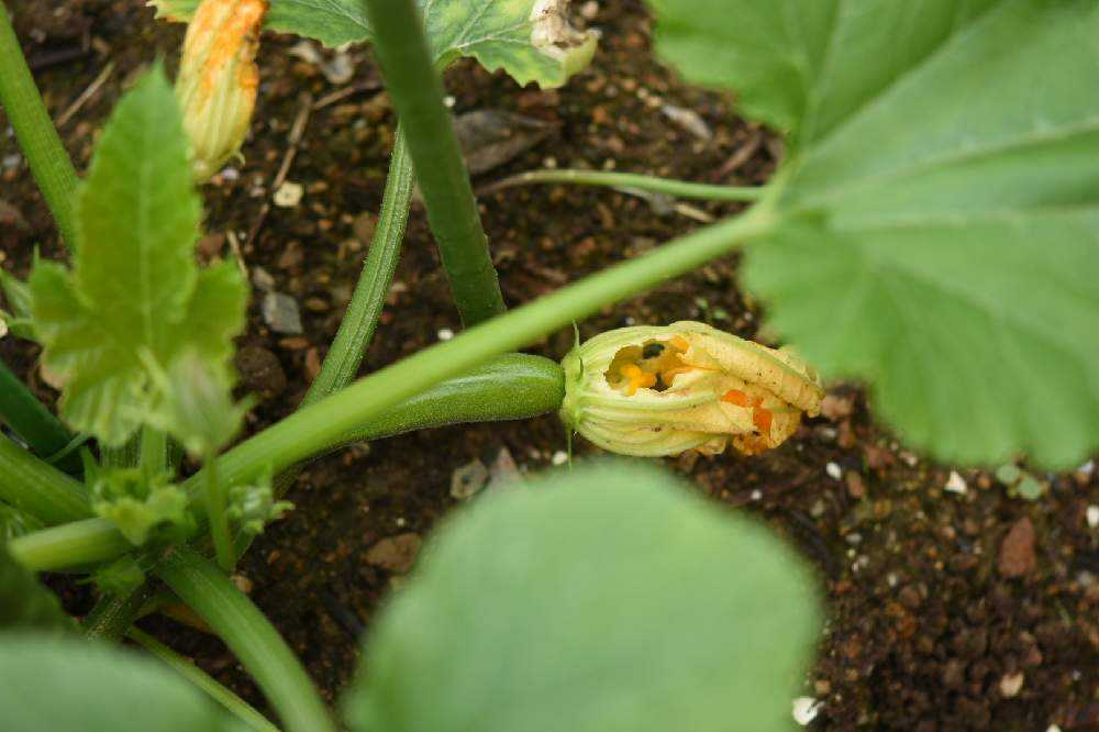 虫 病気対策 家庭菜園の大敵はロハピでやっつけよ Greensnap グリーンスナップ