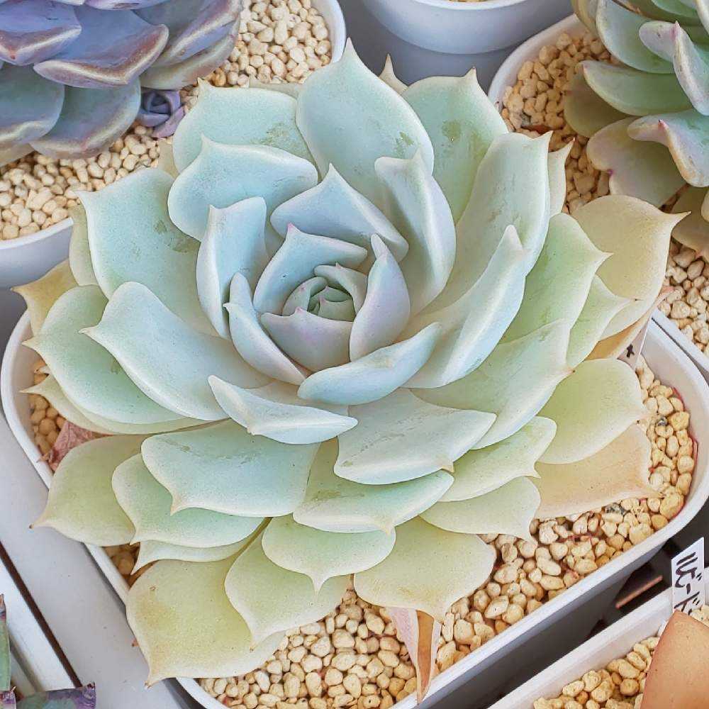 260 デレッセーナの生長記録 2022.05.15更新｜🍀GreenSnap