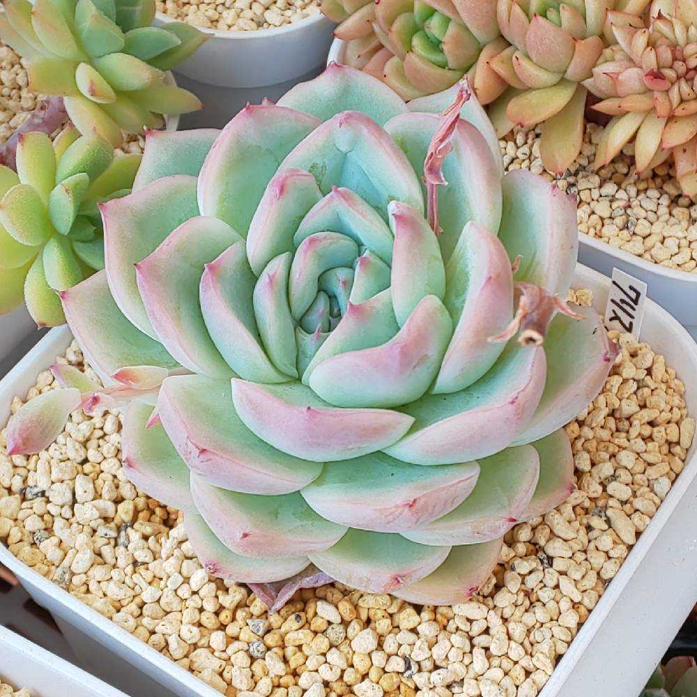 294 クリスタルローズの生長記録 2022.05.15更新｜🍀GreenSnap