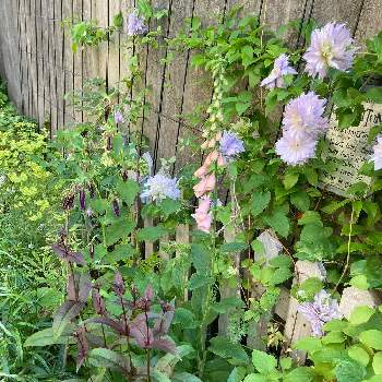 ユーフォルビア ゴールデンレインボーの投稿画像一覧 Greensnap グリーンスナップ