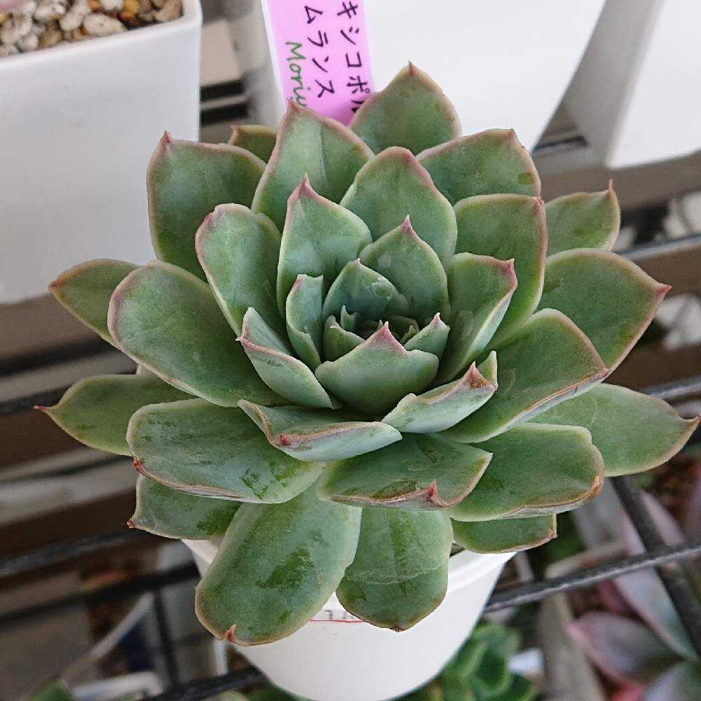 メキシコポルデンシスxシムランス｜🍀GreenSnap（グリーンスナップ）