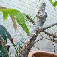 バオバブの育て方 種まきの時期や鉢植え 地植えの方法は Greensnap グリーンスナップ バオバブの育て方 種まきの時期や鉢植え 地植えの方法は Greensnap グリーンスナップ