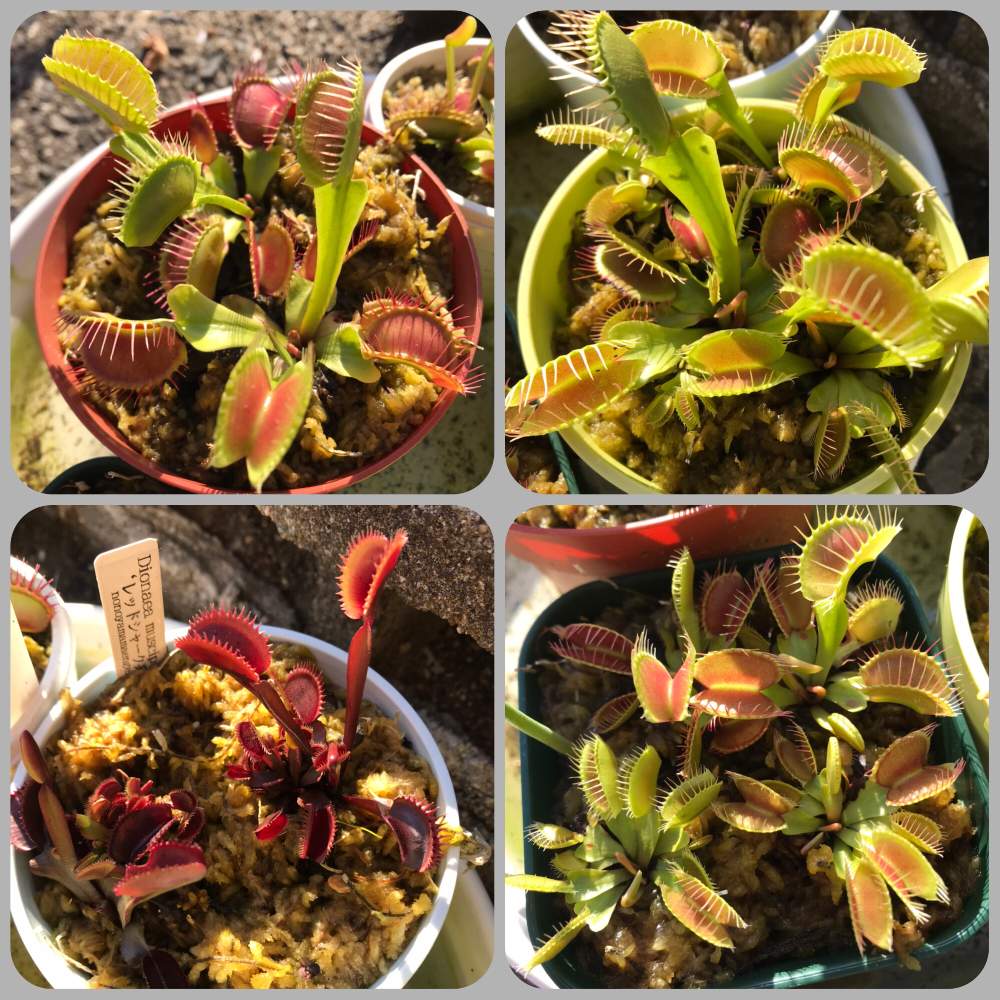 ハエトリソウの投稿画像 By Mieiさん 食虫植物と食虫植物 ハエトリソウと食虫初心者 21月5月23日 Greensnap グリーンスナップ