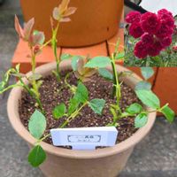 ミニ薔薇の挿し木,屋上ガーデン,ミニ薔薇,挿木,おうち園芸の画像