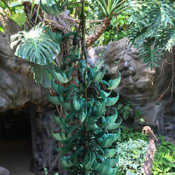 ヒスイカズラの投稿画像一覧 Greensnap グリーンスナップ