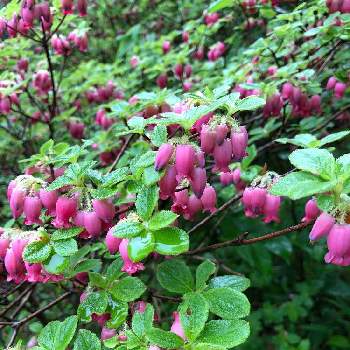 ムラサキツリガネツツジの投稿画像一覧 Greensnap グリーンスナップ