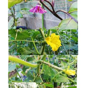 きゅうりの花の画像 by あまのじゃくさん | 畑と家庭菜園とミニトマトの実と茄子の花 可愛いとはる本番と可愛いときゅうりの花