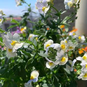 ネメシア ピンクレモネードの投稿画像一覧 Greensnap グリーンスナップ