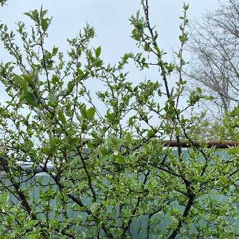 グミの木 の投稿画像一覧 Greensnap グリーンスナップ