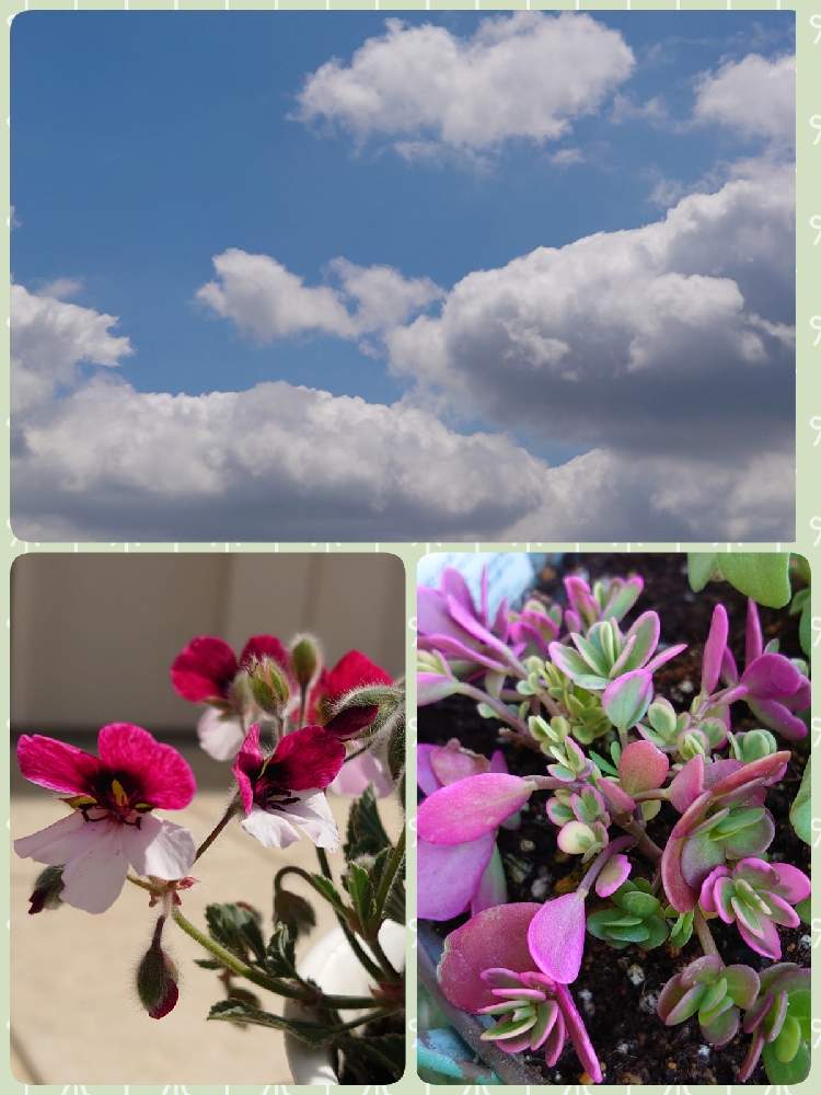 小さな庭の画像 by michiさん | 小さな庭とポーチュラカ マジカルキューティー☆とお日様☼とミッチの会と空と雲と花のある暮らしと パンジーゼラニウム