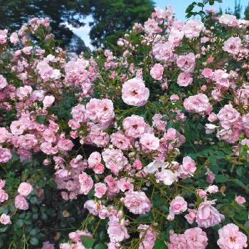 ボニカ'82の画像 by ちけさん | お出かけ先と薔薇と薔薇 ボニカ’82とボニカ'82とバラ園と満開と花のある暮らしと花が好きと薔薇大好きとばらに魅せられて