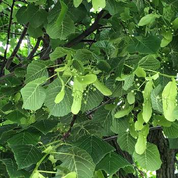 セイヨウボダイジュの投稿画像一覧 Greensnap グリーンスナップ