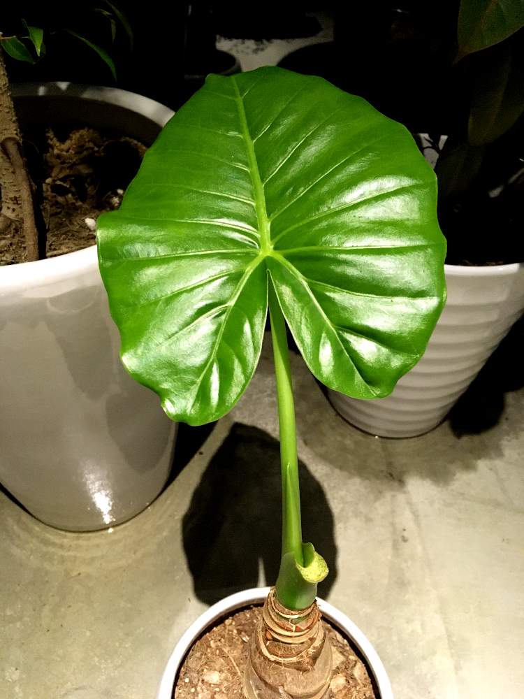 クワズイモの投稿画像 By たかちゃんさん 観葉植物と植物のある暮らしとガーデンルームと陶器鉢とgs映えとおうち園芸と植中毒とホームセンターとジャングル化計画と成長記録とガーデニングと新芽と植物に癒され て 21月5月23日 Greensnap グリーンスナップ クワズイモの投稿画像 By たかちゃんさん 観葉植物と植物のある暮らしとガーデンルームと陶器鉢とgs映えとおうち園芸と植中毒とホームセンターとジャングル化計画と成長記録とガーデニングと新芽と植物に癒され て 21月5月23日 Greensnap グリーンスナップ