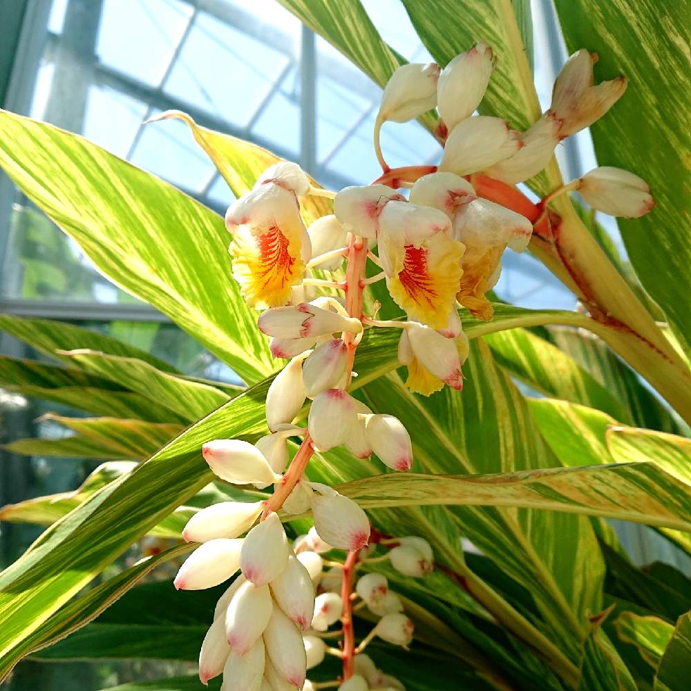 ピンクの花の投稿画像 By けいにゃんこさん 熱帯の花 21月5月23日 Greensnap グリーンスナップ