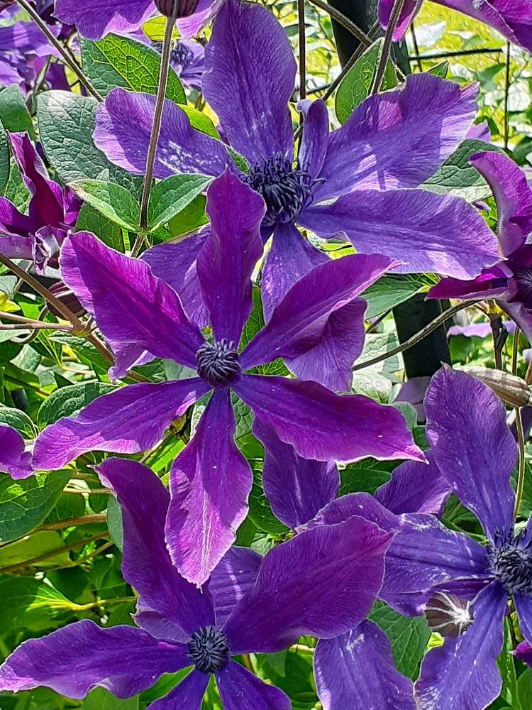 クレマチス アフロディーテエレガフミナの投稿画像 By ブルーフェアリーさん 花散歩とクレマチスの丘と私の花アルバムと私の花暦 21月5月23日 Greensnap グリーンスナップ