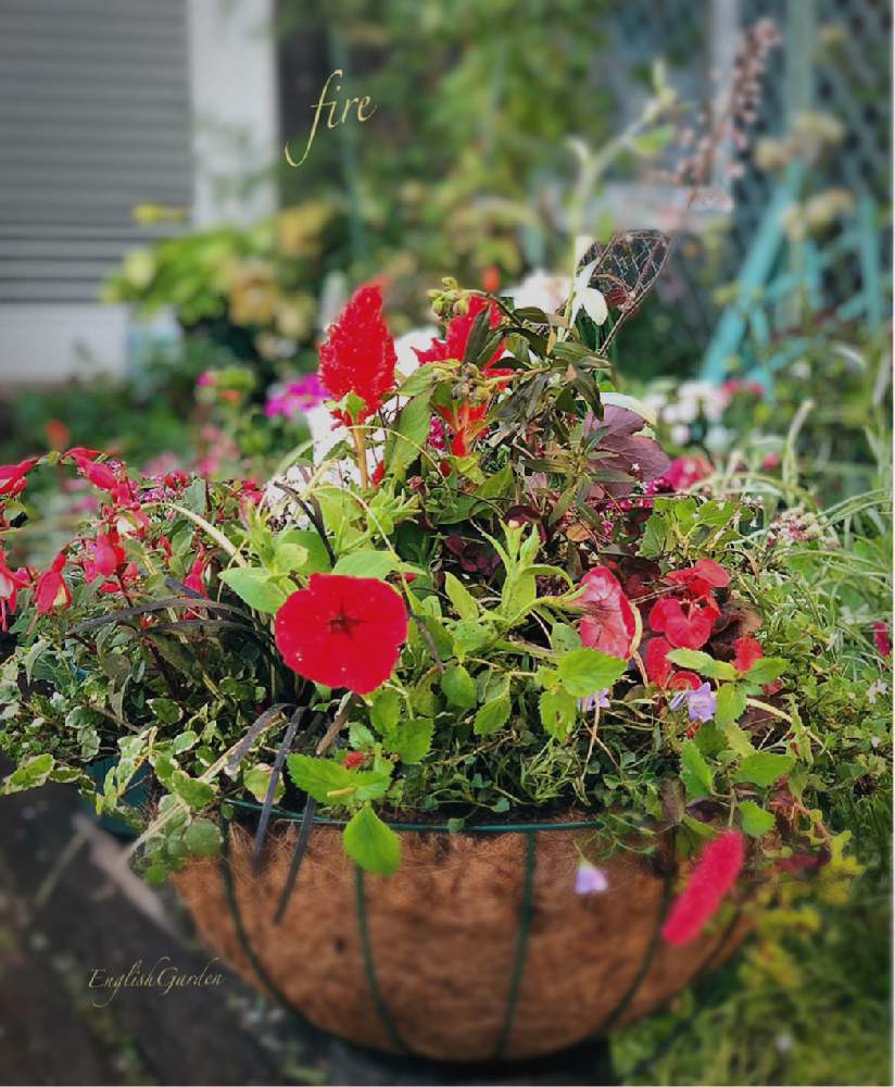 キャットテールの投稿画像 By イングリッシュガーデンさん ケイトウとフクシアとペチュニアとキンギョソウ ブロンズドラゴンとアゲラタムとプミラとコンボルブルス スノーエンジェルとヒューケラ プラムカスケードとeg栽培とgs映えとペチュニア 寄せ植えフォト