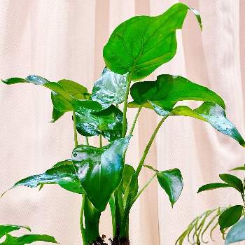 シマクワズイモの画像 by UFOさん | 部屋とシマクワズイモとお花屋さんと記録と観葉植物のある暮らしとお家の植物