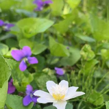 野生の草花