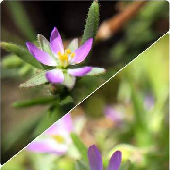 海浜植物の投稿画像一覧 Greensnap グリーンスナップ