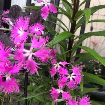 すき♪の画像 by カンパニュラさん | 小さな庭とカワラナデシコとピンクの花とせまい庭と花中毒とすき♪と꒰ღ˘◡˘ற꒱かわゅ~と花のある暮らしとお花に癒されて❤️と地植えと増える
