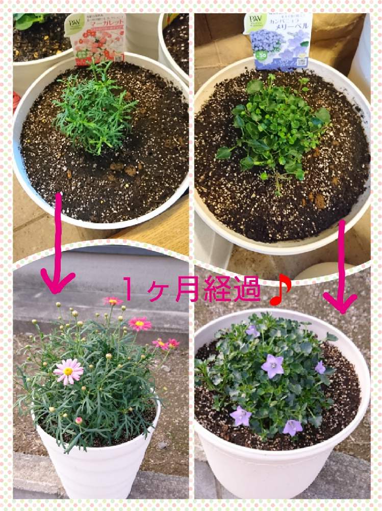 カンパニュラ メリーベルの投稿画像 By カキツバタさん マーガレットストロベリーホイップとお花がすきとpwとおうち園芸と植中毒とガーデリンクとハクサンと花のある暮らしとpw育てたとpwアンバサダー 21月5月24日 Greensnap グリーンスナップ