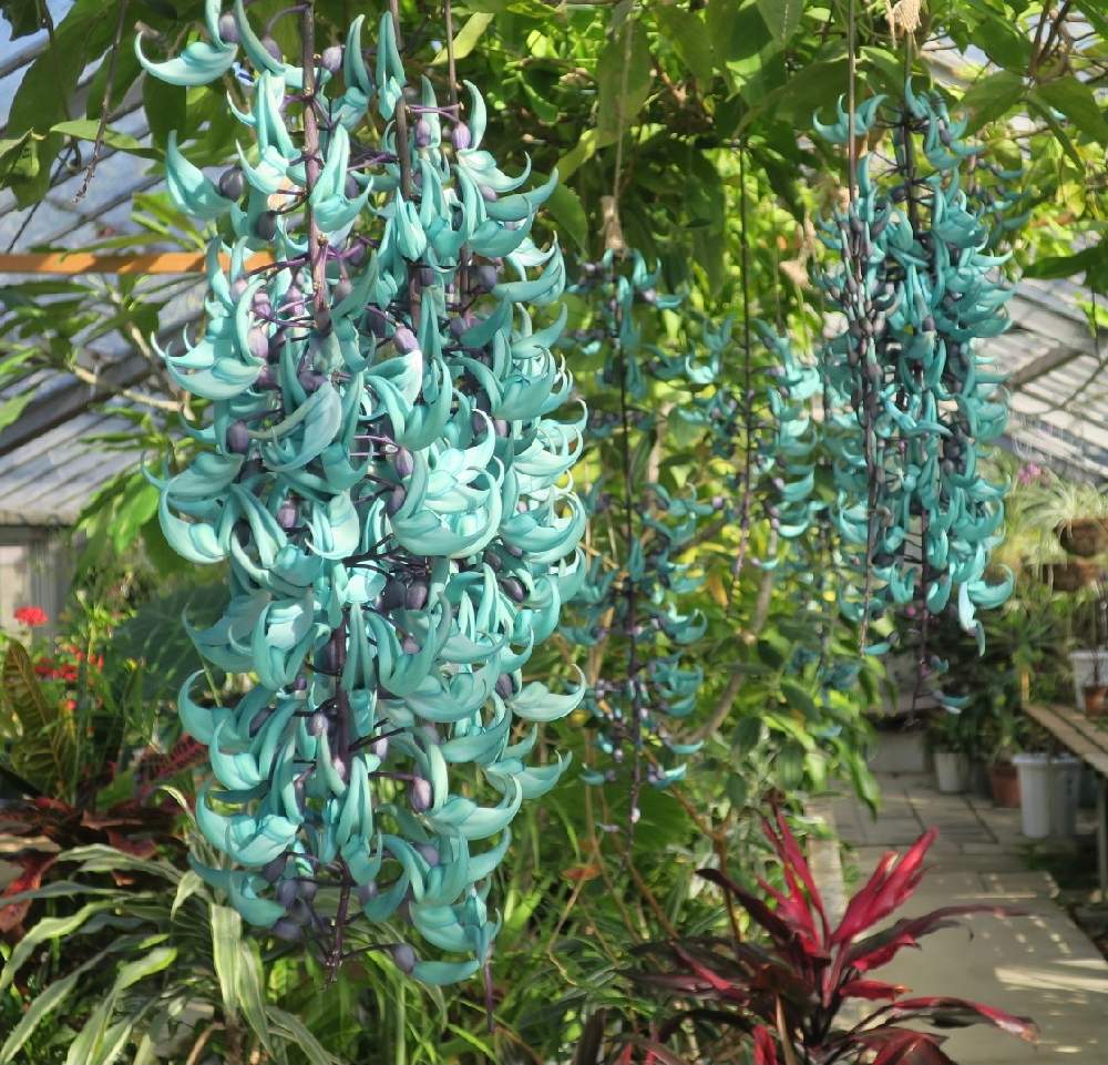 ヒスイカズラの成長記録 Greensnap グリーンスナップ