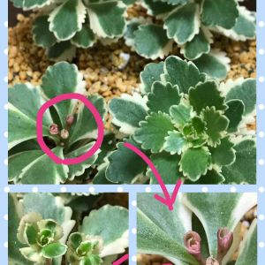 アトランティス,葉挿し,多肉植物のある暮らし,セダム♡,タニラーの画像