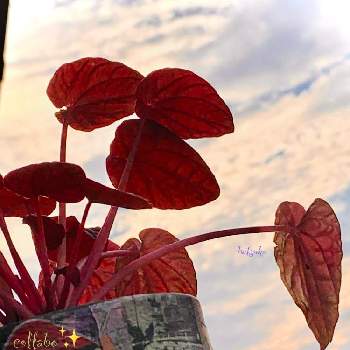 ペペロミアキトの画像 by キラライ　ブツ子さん | ペペロミア・キトと夜明けと自然の力強さとペペロミアキトとcollaboキラと赤い葉っぱと色目が素敵とペペロミア・キトちゃんとペペロミア　新種とペペロミアのお仲間とペペロミア キト
