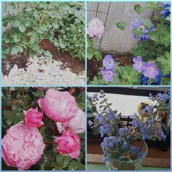 バラのある庭の画像 by フレンチトーストさん | エントランスと香りのよいバラとグリーンライフ♡と玄関でお出迎えとクレマチス♬とピンクのバラ♬と楽しみ♡と緑のある暮らしと宿根草♪とハーブとバラのある庭ときれい✨と玄関先