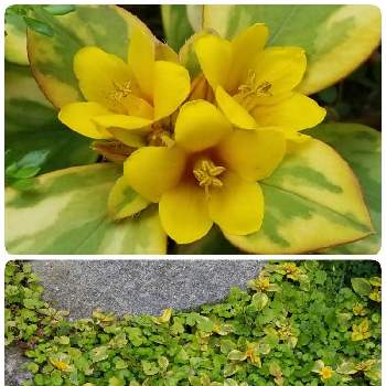 リシマキア リッシーの画像 by meymii˖·*❁さん | 小さな庭とリシマキア リッシーとマイガーデンと南の島と黄色の花とガーデニングと花のある暮らしとグランドカバー