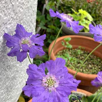 爽やかに☆の画像 by 月うさぎさん | 小さな庭と爽やかに☆と紫色のお花とスカビオサ・コーカシカファーマ